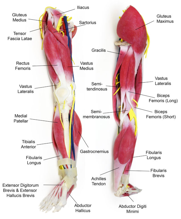 anatomy-leg-3-636x769.jpg